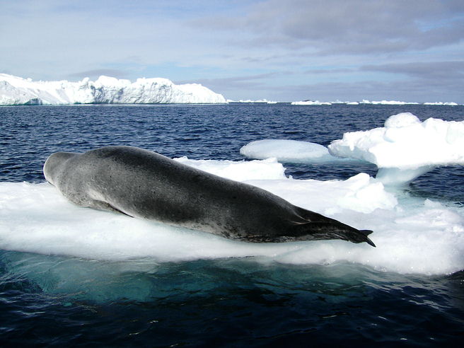 Sea Leopard